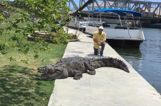 Black River Safari Tour St. Elizabeth from Montego Bay
