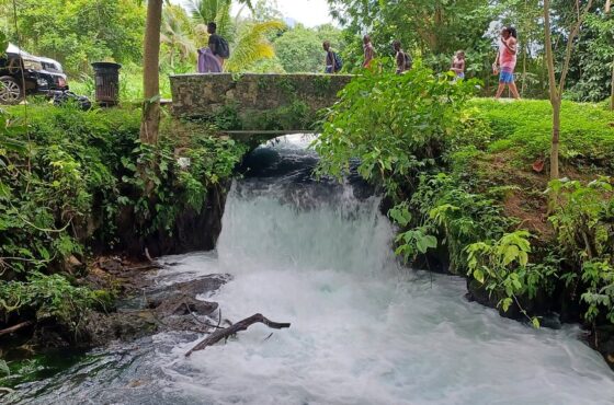 Roaring River Cave Tour Westmoreland from Negril